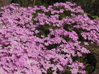 Obraz premium Wunderschöner Busch mit pinken Blüten