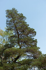 pine tree and blue sky - backgrounds