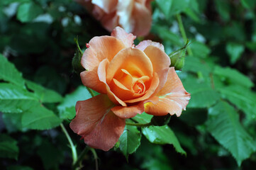 Flower coral rose on a bush with morning rain drops on petals