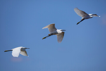 three little egrets in flight against the blue sky in Tuscany