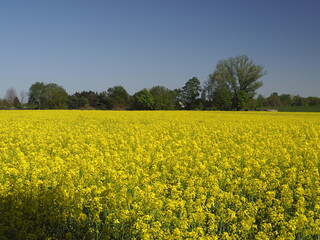 Obraz premium Ein sehr schönes gelbes Rapsfeld