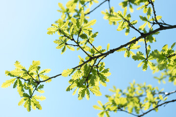 branch of an oak tree and blue sky (backlit)