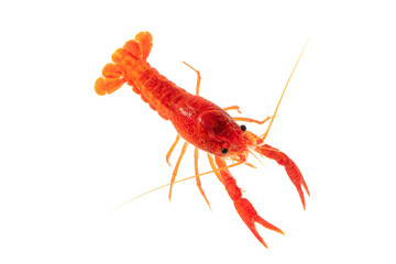 Aquarium Lobster shrimp isolated on white Background