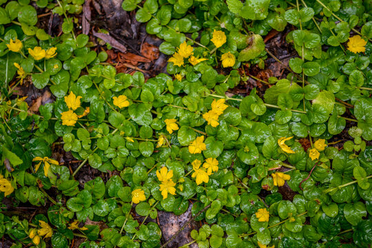 Full frame of a Aurea Golden moneywort plant (lysimachia nummularia)