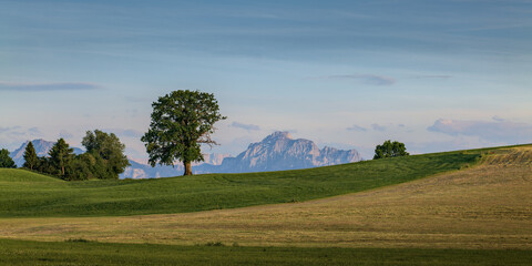 Fototapeta na wymiar Einsamer Baum vor der Allgäuer Alpenkette