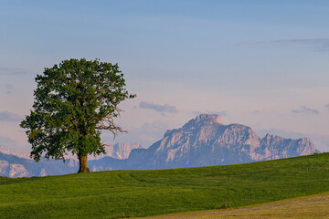 Baum vor dem Allgäuer Hausberg Säuling