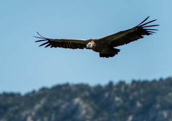 Vulture flying blue sky background
