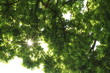 Fototapeta na wymiar Quercus petraea, view through oak branches against the sky, peeking out from the sun with rays