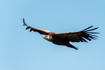 Fototapeta na wymiar Vulture flying blue sky background