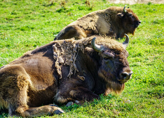Buffaloes resting in the grass on a hot summer day.