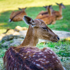 Deer resting in the grass with another group of small deer in the background.