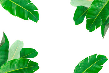 Banana leaf as border on white background