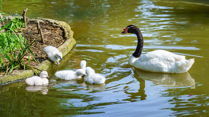 Black-necked swan with many small swans around it.