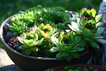 Solar summer morning. On a stone there is pottery in which the sempervivum grows. The sunlight unevenly lights plants.