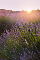 Beautiful lavender fields at summer sunset on the island of Hvar  - obrazy, fototapety, plakaty