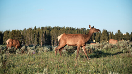 Fototapeta premium Elaphurus