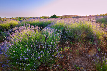 Beautiful landscape of lavender fields at summer on the island of Hvar 