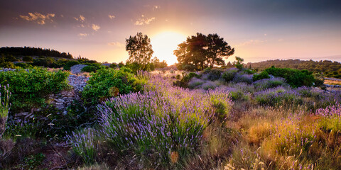 Beautiful landscape of lavender fields at summer sunset on the island of Hvar 