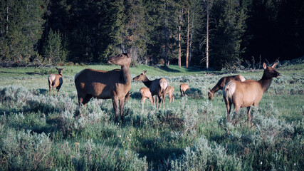 deer in the woods