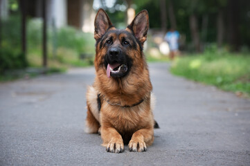 german shepherd dog