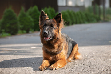 german shepherd dog