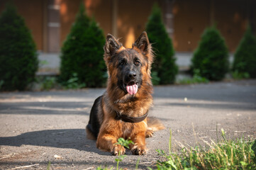 german shepherd dog