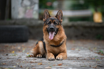 german shepherd dog