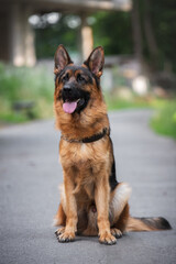 german shepherd dog sitting