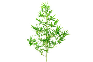 Green Bamboo isolated on white background