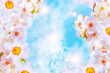 Obraz na płótnie Canvas daffodils. Blossoming branch cherry. Bright colorful spring flowers