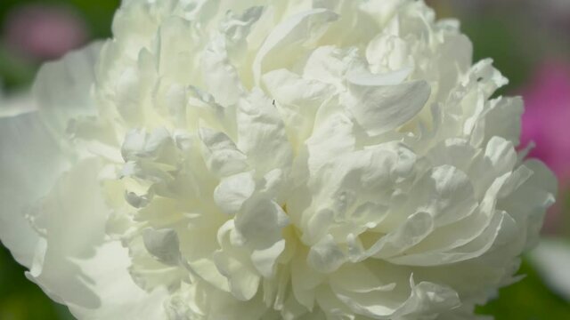 close up of a white peony,Paeonia lactiflora flower is beautiful in the garden
