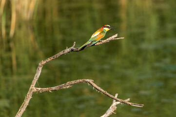 ave de colores posando en un tronco que sale del agua