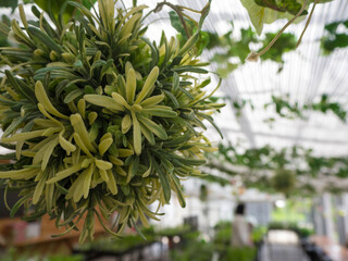 おしゃれなアクアリウム