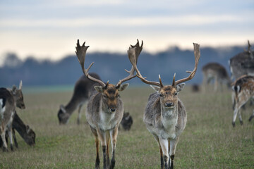 a herd of fallow deer grazing in the meadow