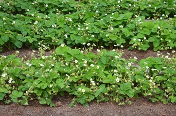 Rows of flowering strawberries plants growing in the open ground in the garden. Concept of own organic gardening.