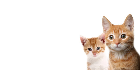 Beautiful commercial photos of common pets