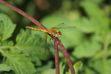 dragonfly perched on rusty garden plant cage with green background close-up