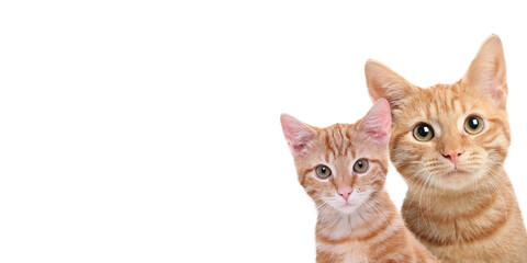 Beautiful commercial photos of common pets