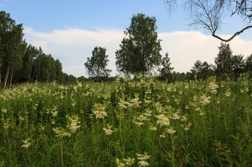 Flowering fields of meadowsweet in the Moscow region. Russia