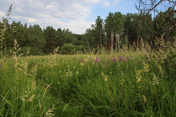 Flowering fields of meadowsweet in the Moscow region. Russia