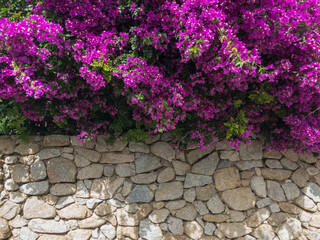 Fototapeta na wymiar Bougainvillea and dry stone wall. Flowers and plants. Mediterranean vegetation, villas and houses adorned with brightly colored plants. Holidays 
