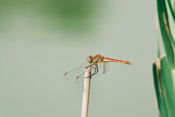 Close-up view of a red dragonfly (Crocothemis erythraea male) perched in the green leaves of the reeds