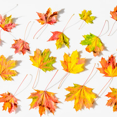 Fototapeta premium maple autumn leaves frame background
