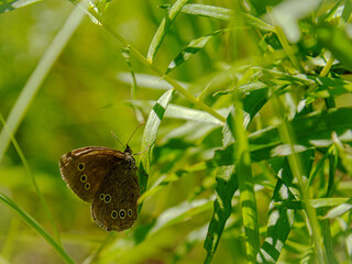 butterfly on the grass