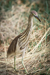 Javan Pond Heron