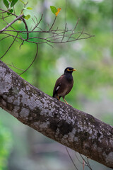 Common Myna