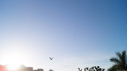 Paloma volando
