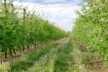 Fototapeta na wymiar Apple orchard on the background of white dandelions and greenery