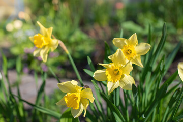 Spring flower yellow narcissus