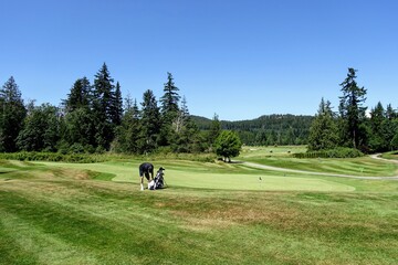 A man golfing beside a golf green surrounded by beautiful forest on a sunny day in powell river, british columbia, canada